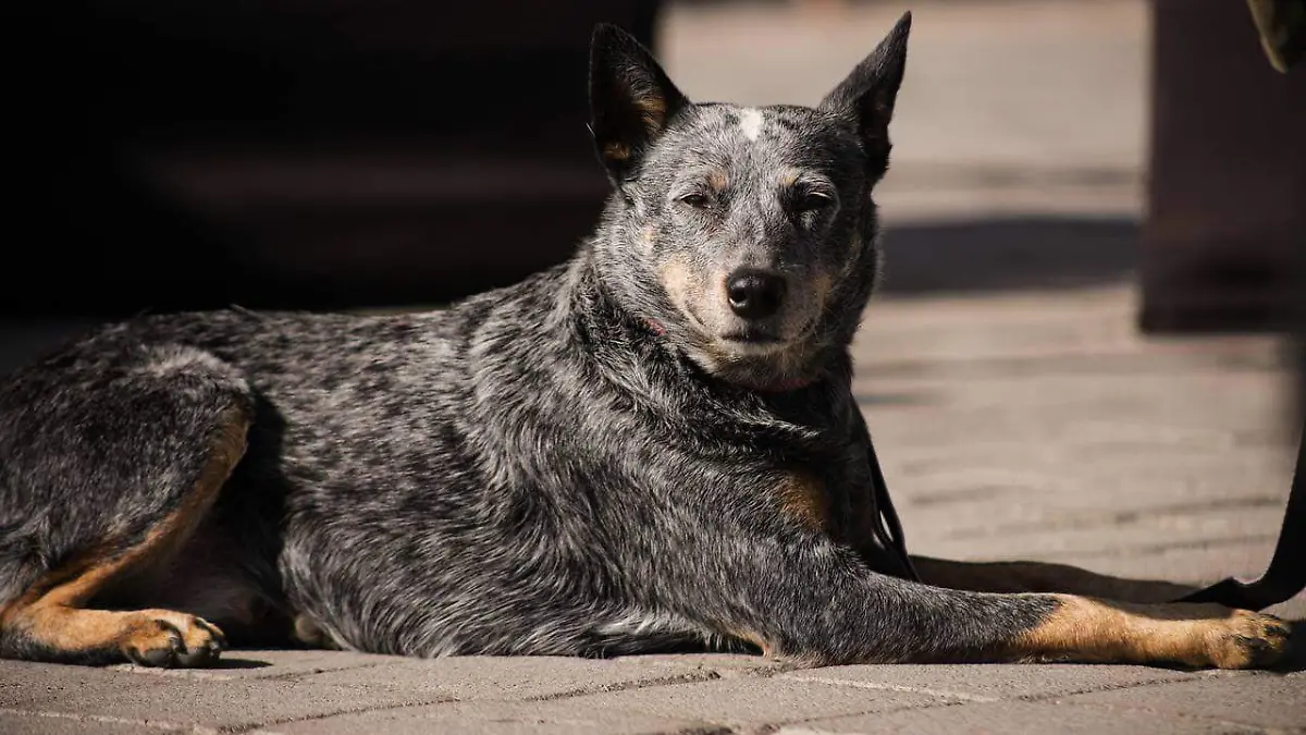 Anuncia Ayuntamiento de Cholula la Primera Carrera Canina